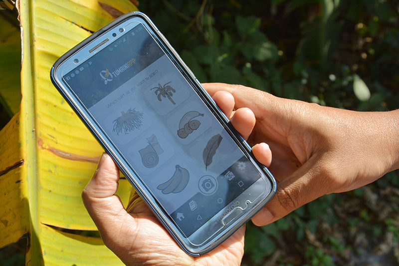 File:Banana growers 1.png